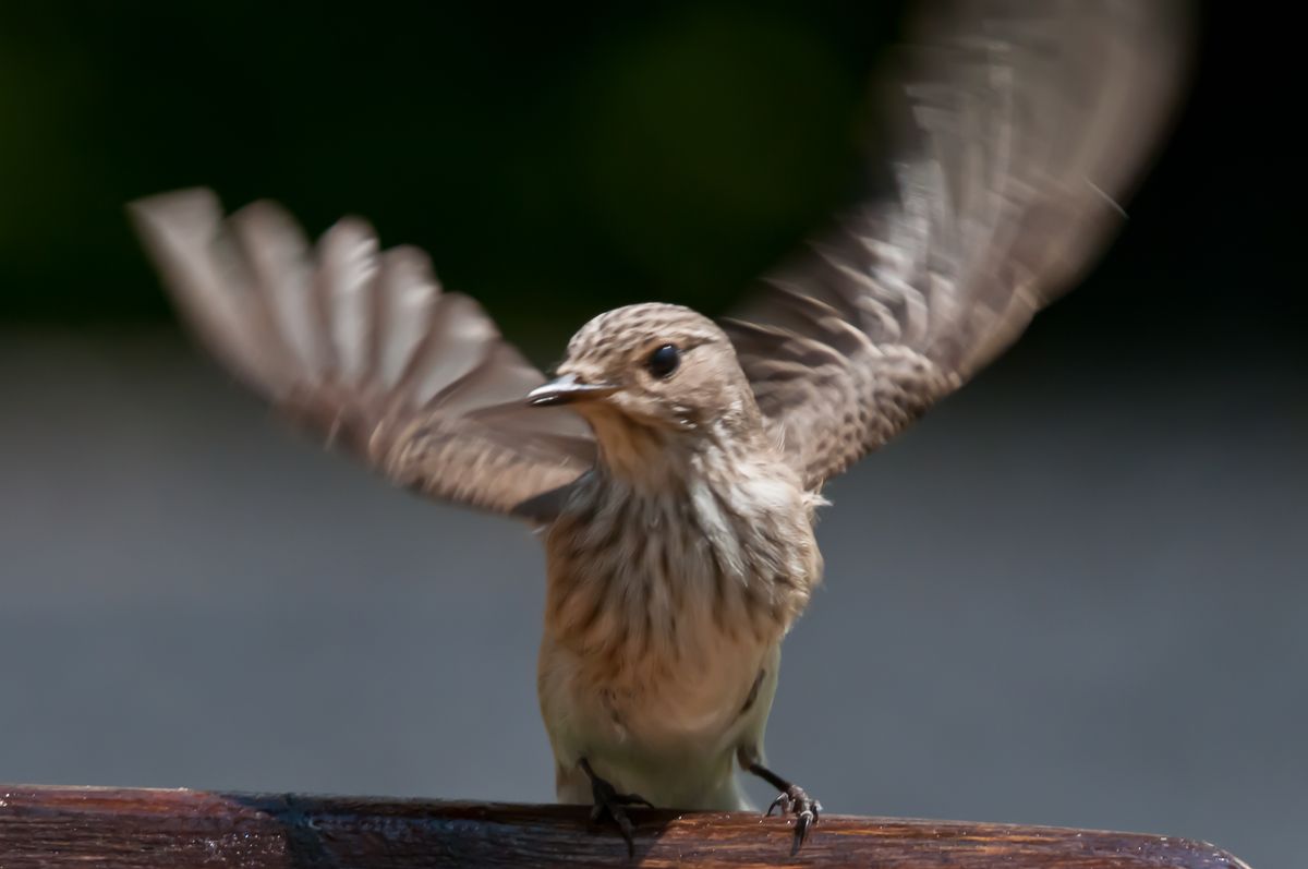 muchołówka szara (muscicapa striata) startuje do lotu