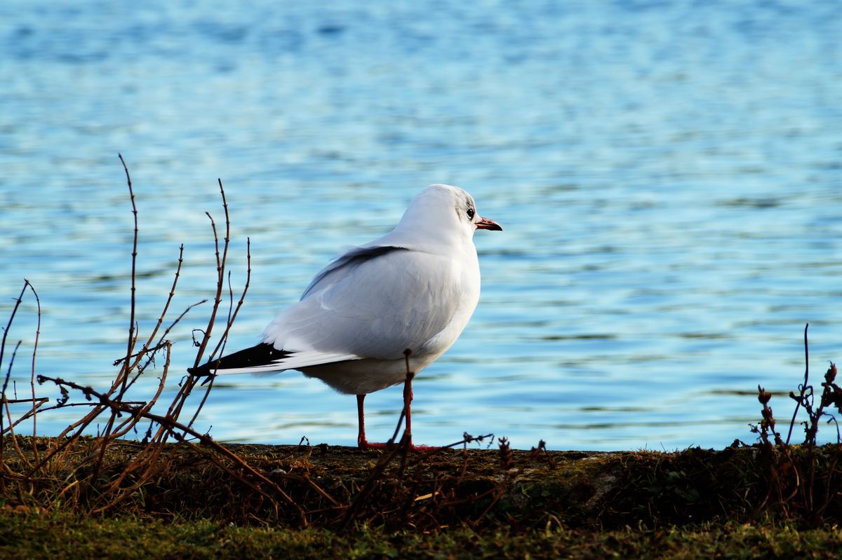 Möwe am Schloss Nymphenburg