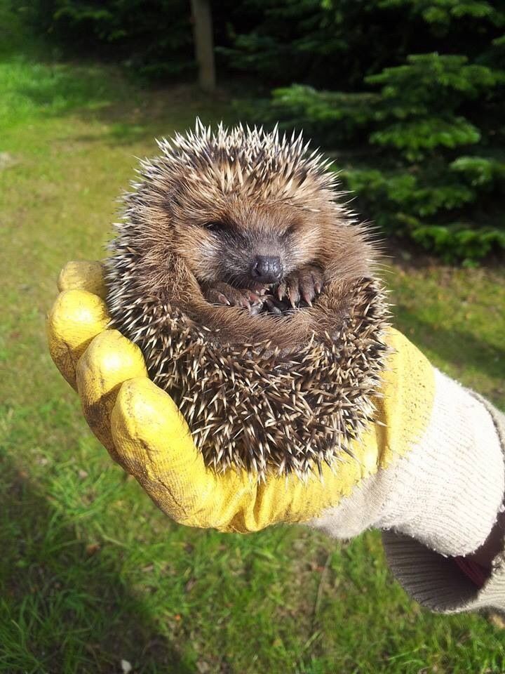 Igel Baby in unserem Garten.