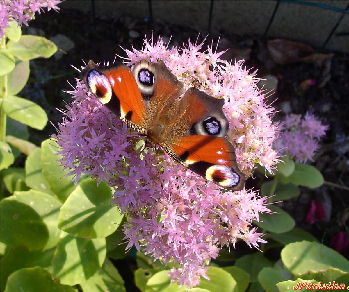 papillon butinant