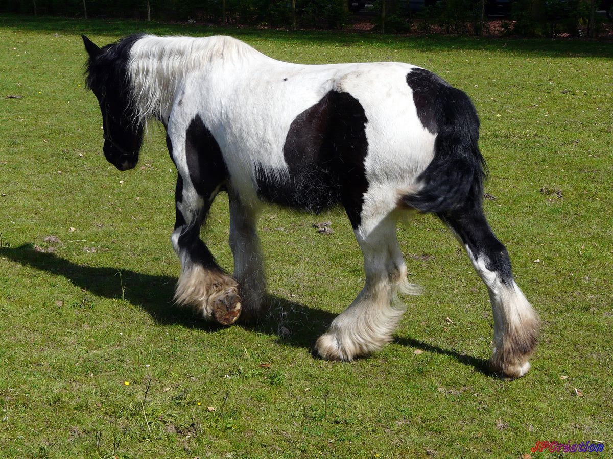 cheval demi-trait perdant ses poils en ce promenant