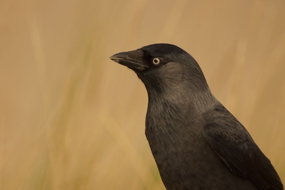 kauw (Corvus monedula) in de duinen van Domburg