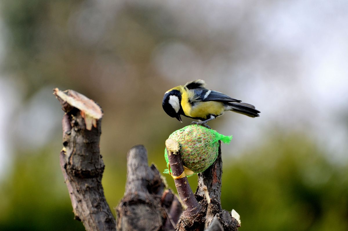 L'hiver la mésange a faim dans le jardin