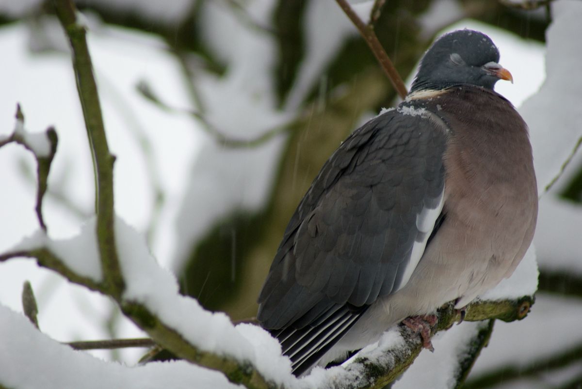 Moment de repos sous la neige