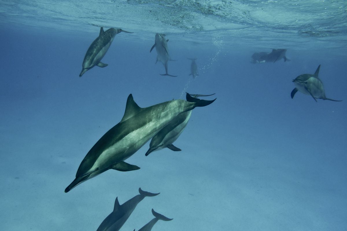 dolphin family outing