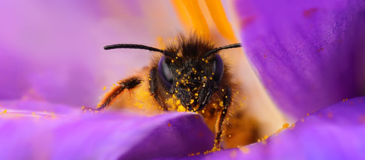 Bee in Crocus Portrait Panorama