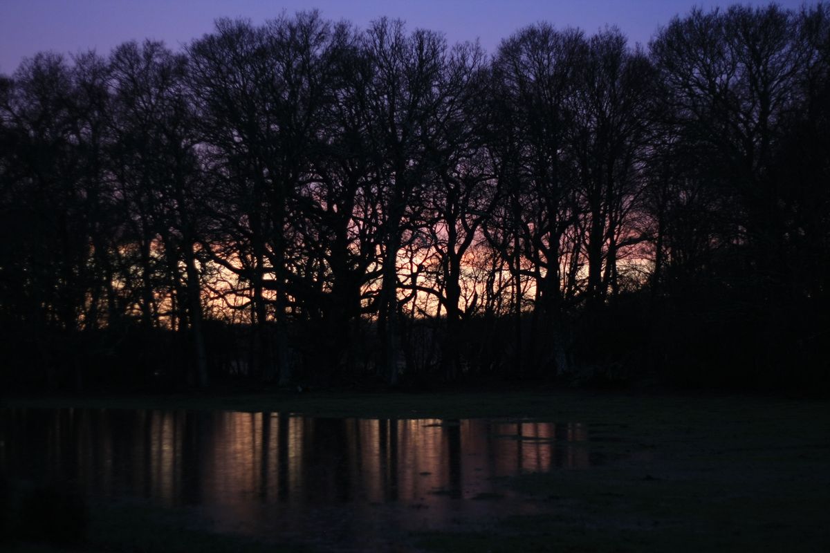 Flooded New Forest, United Kingdom - Jan 2014