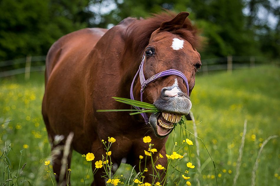 Smiling-Horse.jpg
