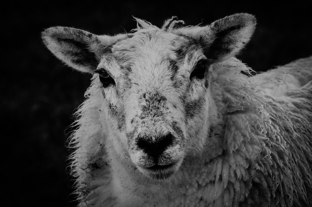 Whilst I was out photographing my local mountains this sheep came and stood right in front of me and refused to budge! Shot on my Sony A58 with a DT55-200mm lens.