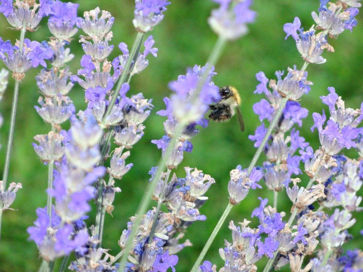 Dans la lavande, les insectes se réjouissent ! 