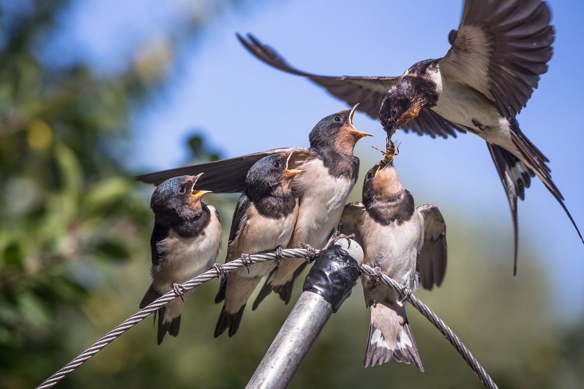 Barn swallows get food from the parent.