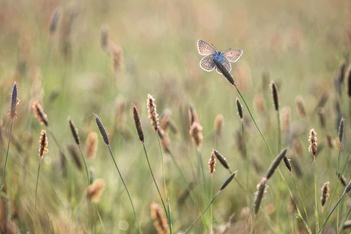 Common blue warms up in the early summer sun