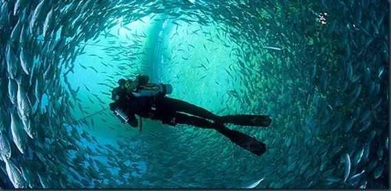 FOTOGRAFIA REALIZADA EN LA ISLA DE PONZA (ITALIA), BUCEANDO JUNTO A UNOS AMIGOS, ME ENCONTRÉ CON ESTA MARAVILLA