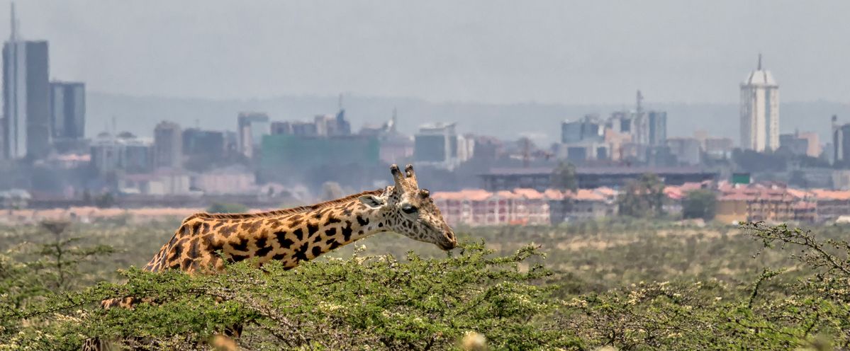 WILDLIFE COMES TO THE CITY