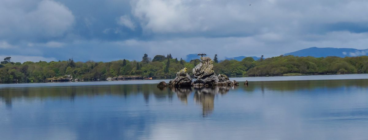 Bird of prey Killarney national park