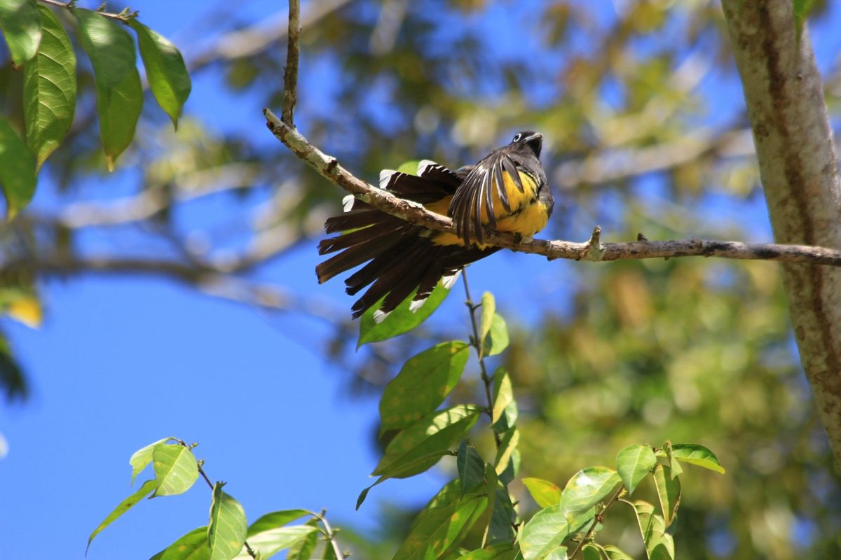 balzender Trogon, Lamanai, Belize