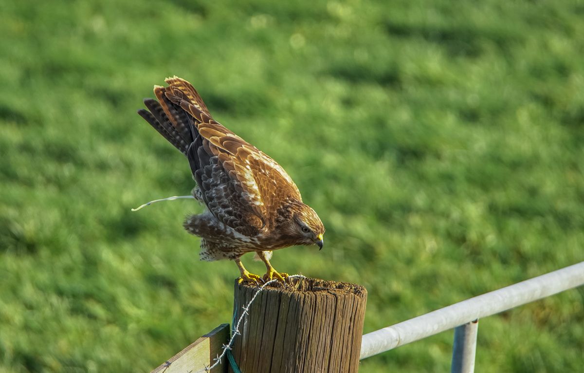 Buizerd even wat kwijt