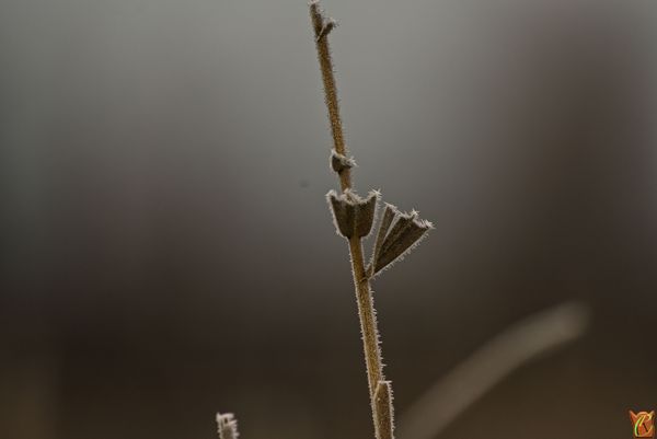 Frost auf Schilf. Freihand Aufnahme.