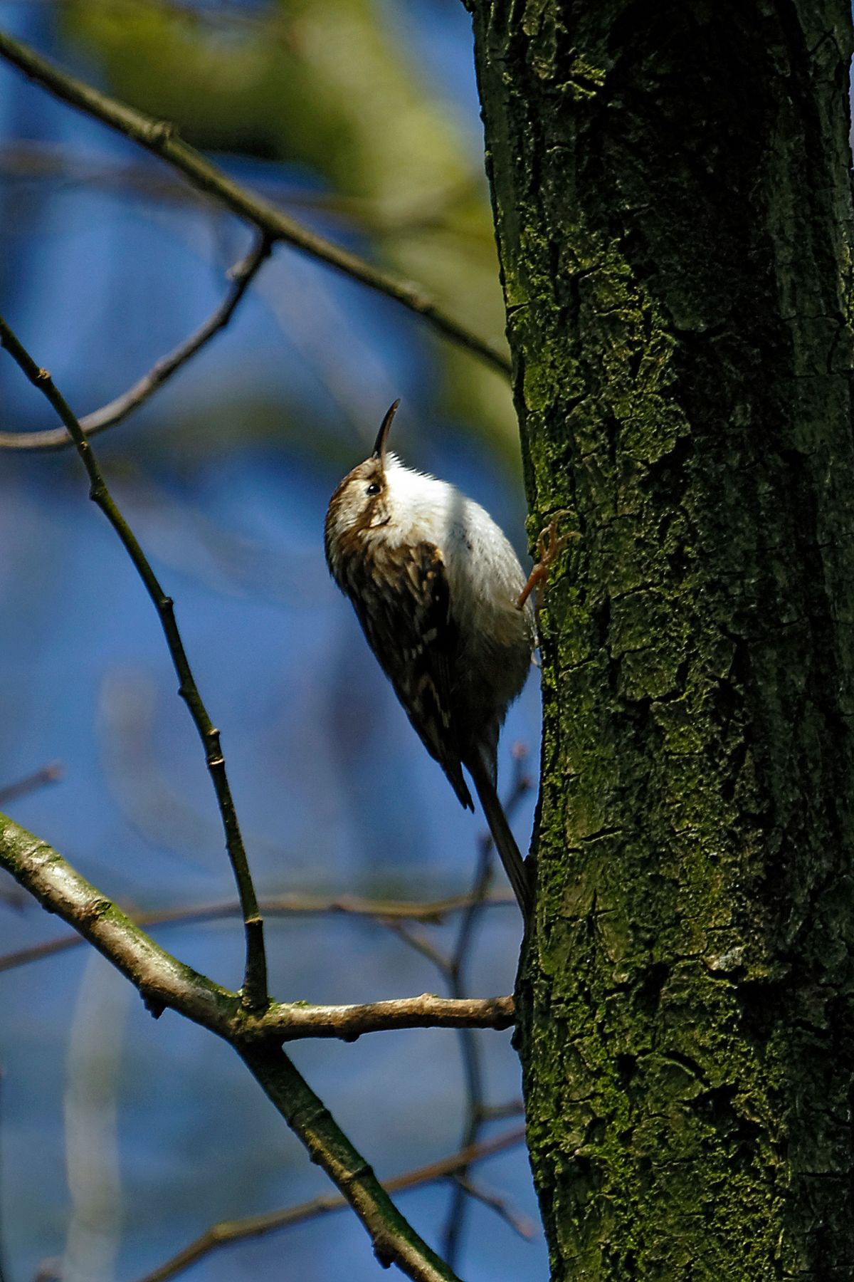 Baumläufer (Certhiidae)