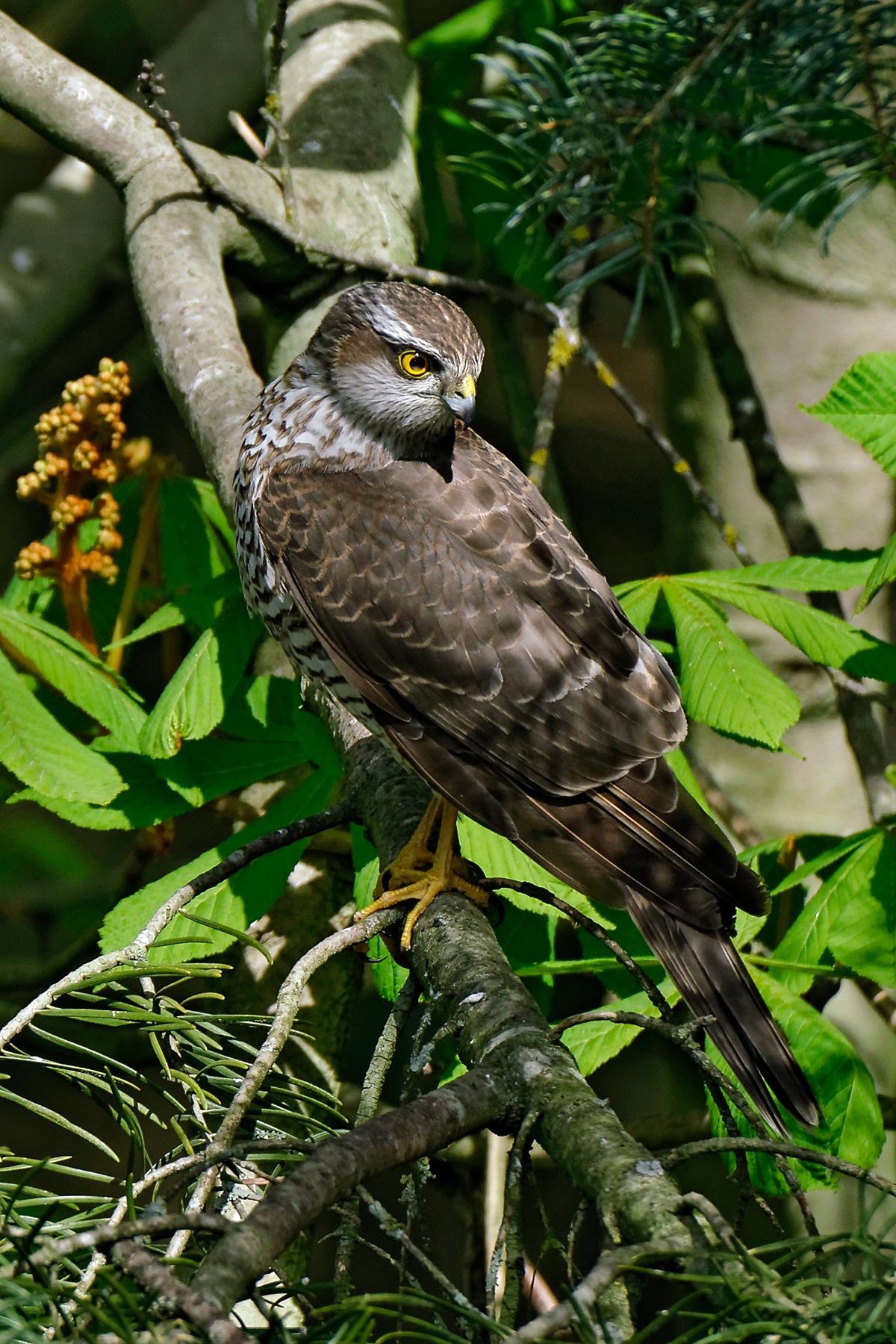 Weitere Infos in Forumsbeitrag : https://community.sony.de/t5/termine-treffen-off-topic/im-bann-der-covid-19-pandemie-wildlife-im-garten-und-vor-der/td-p/2753352