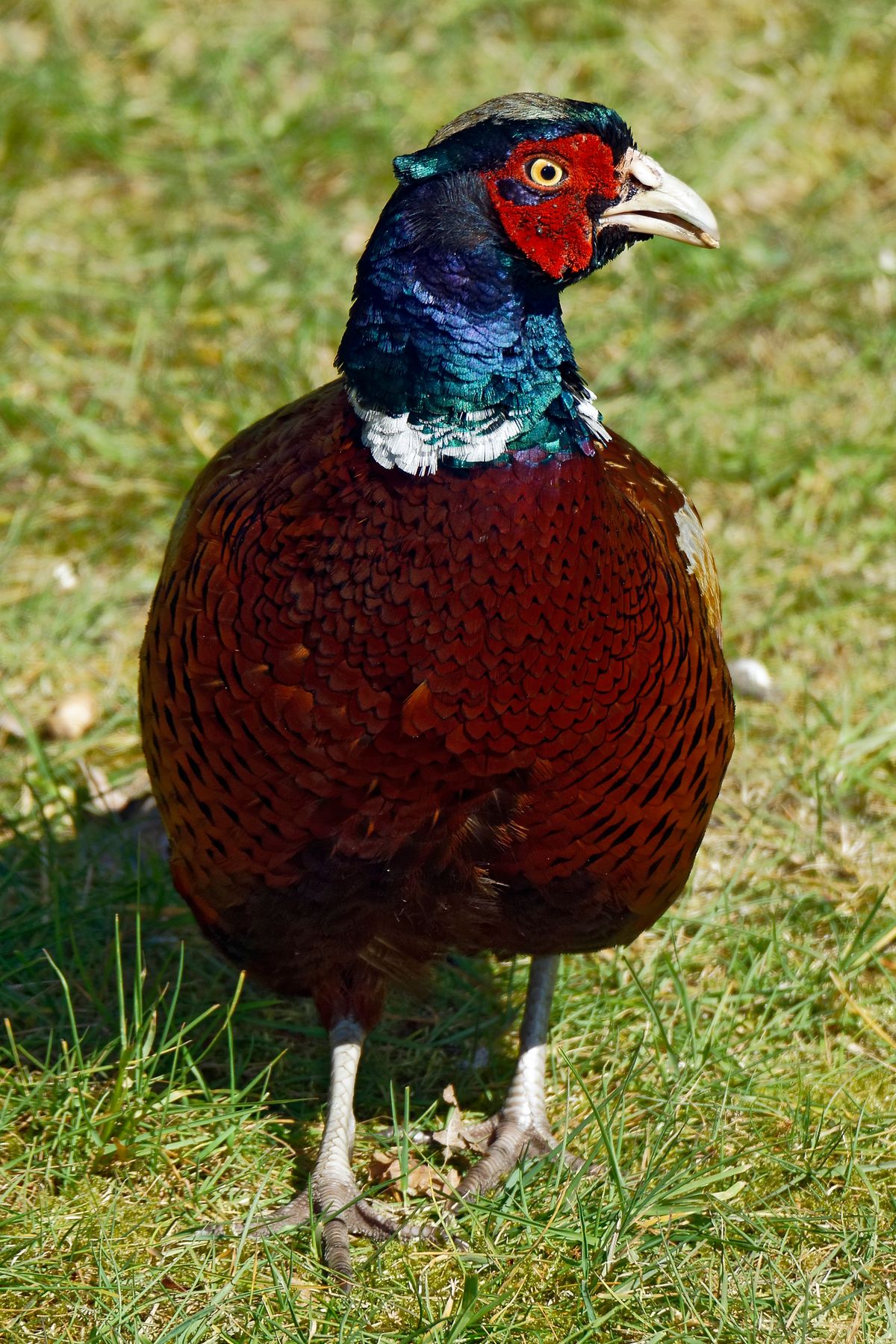 Der Wissenschaftliche Name lautet: ( Phasianus colchicus )