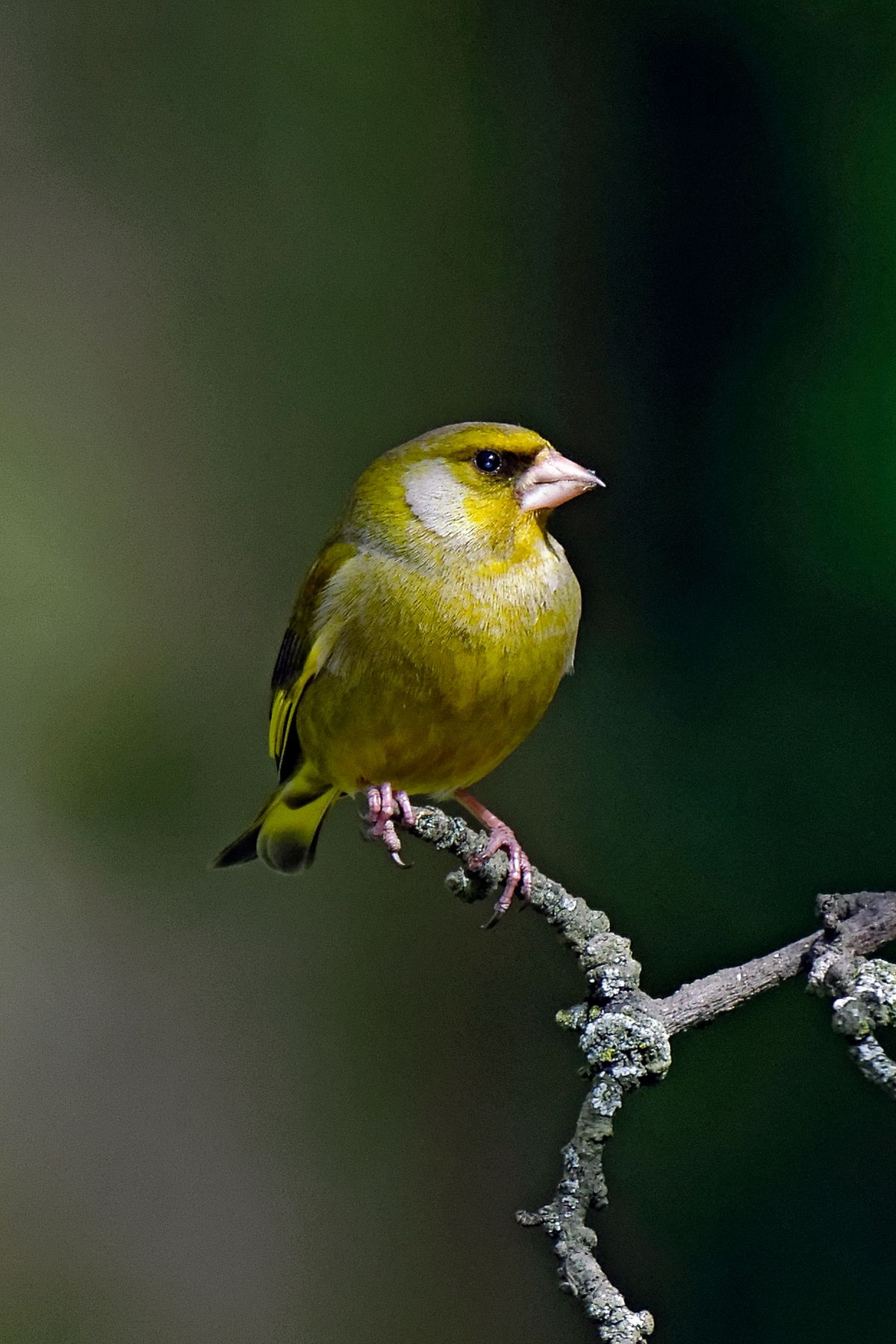 Diese Aufnahme entstand in APS-C Modus mit einer Alpha α99II / mit 900mm Äquivalent zu 35 mm / mit einen Tamron SP 150-600mm