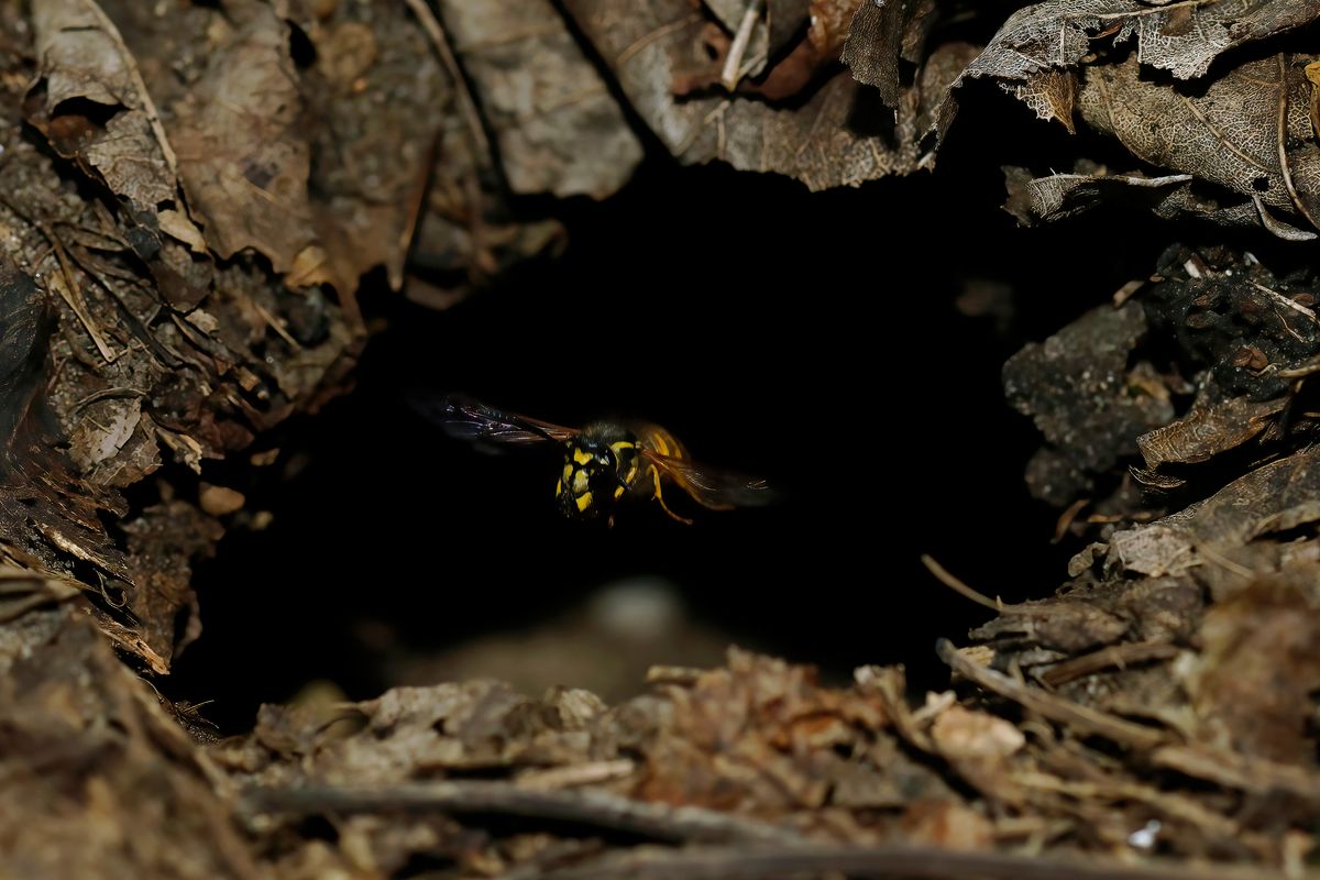 Eine "Erdwespe" verlässt das Höllenloch, ein Einflugloch zu ihrem Unterirdischen Nest.