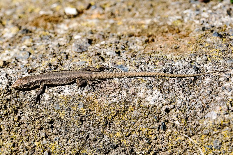 Eidechse auf Madeira