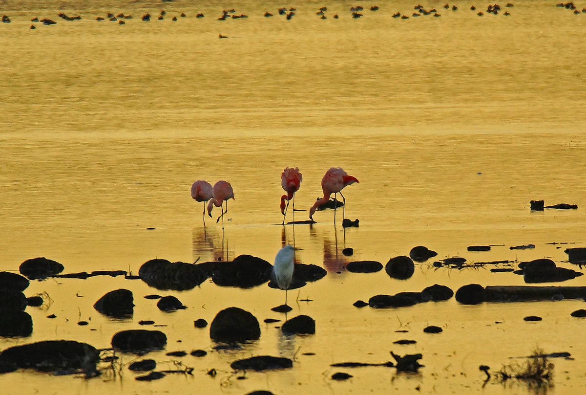 Flamingos 11.JPG