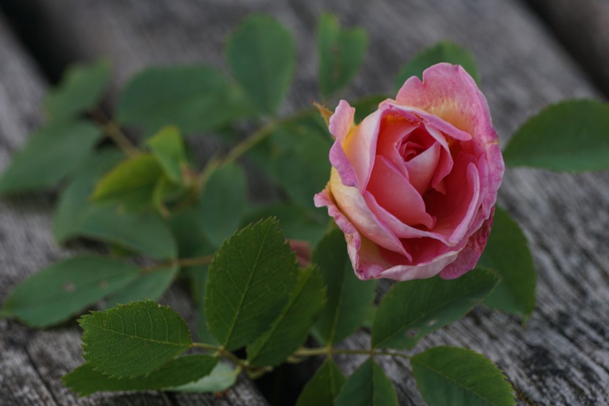 Für etwa 25 Gramm Rosenöl, werden rund 100 Kilogramm Rosenblüten benötigt.