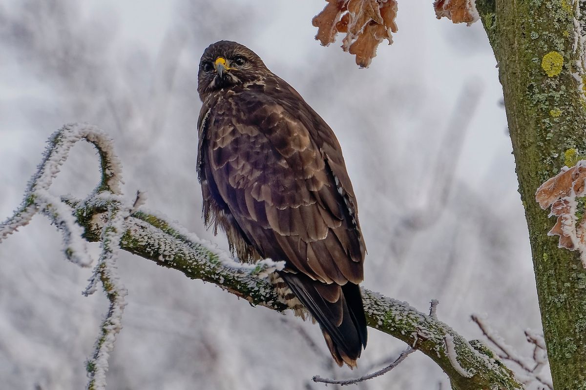 Bussard auf seinem Ansitz