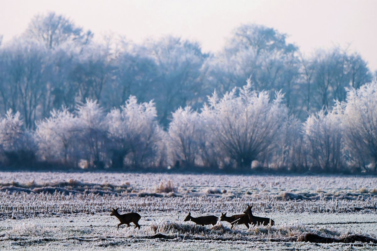 "Ein Sprung" von vier Ricken ( weibliche Rehe ) sind in winterlichen Outback von Schapen unterwegs. ( Leider bewegten sich die Tiere in Gegenlicht! )