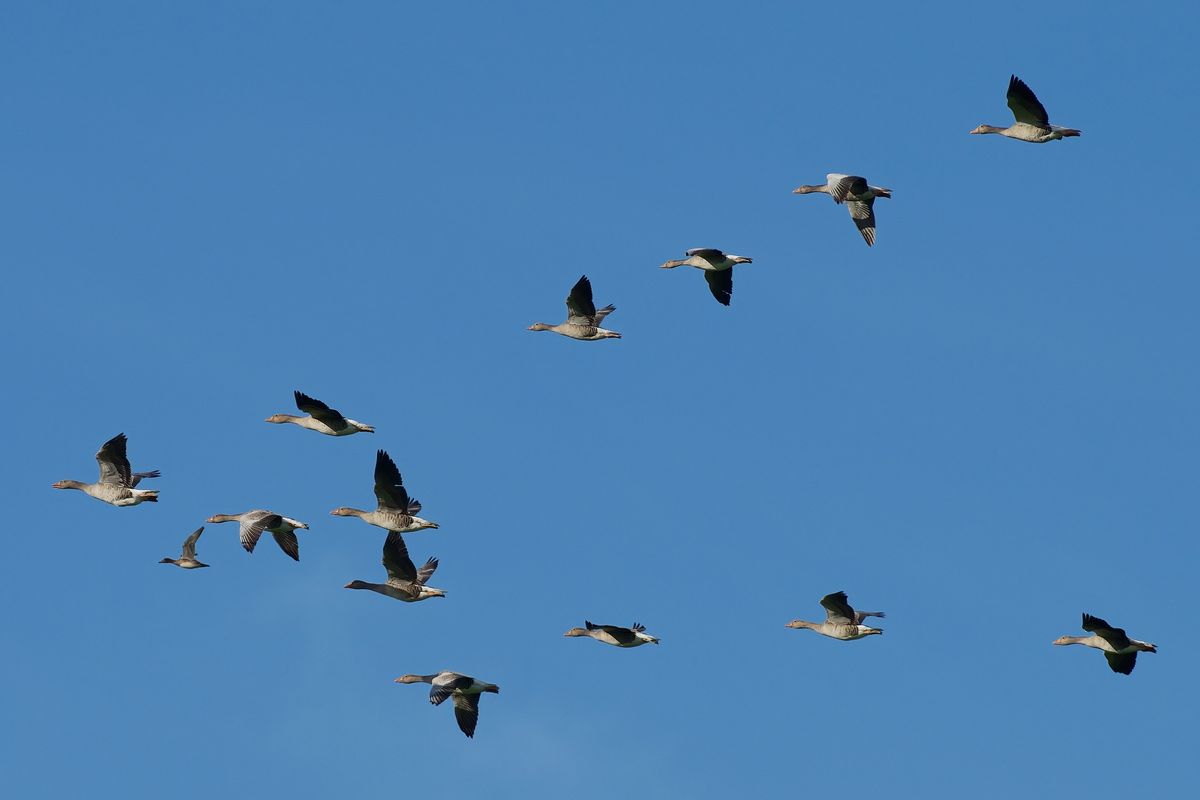 Führungswechsel, jetzt übernimmt eine Graugans die Position des Leitvogels. Die Ente fliegt jetzt an Position zwei.