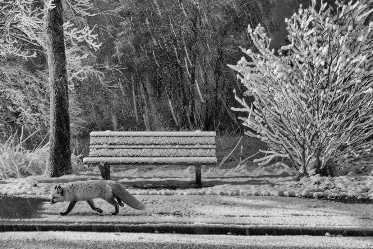 Einer muss noch, Foto real, Fuchs künstlich generiert.