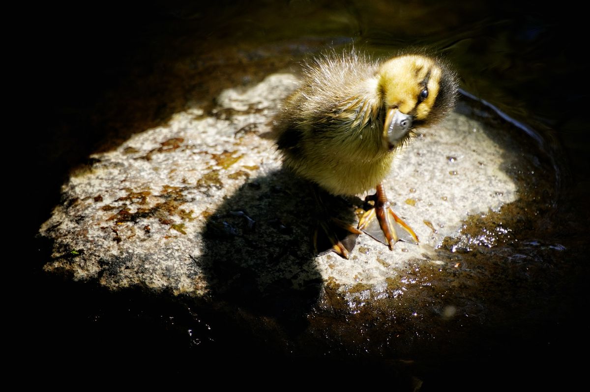Mallard chick