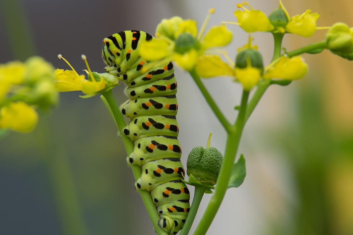 Gut behütet unter einem Schutznetz wachsen meine Lieblinge - die Schwalbenschwänze (Papilio machaon) - auf unserer Weinraute heran. Es wird nicht mehr lange dauern, bis sie sich verpuppen, denn das letzte Raupenstadium haben sie schon erreicht. Dann kommen sie als Schutzmaßnahme ins Haus und drei Wochen später kommt Freude auf, wenn sich aus der Puppenhülle wunderschöne Schmetterlinge zwängen (http://www.cgc.co.at/tiere/schmetterlinge/tagfalter/schwalbenschwanz/). Natürlich werden sie nach dem Fototermin sofort in die Natur entlassen ...