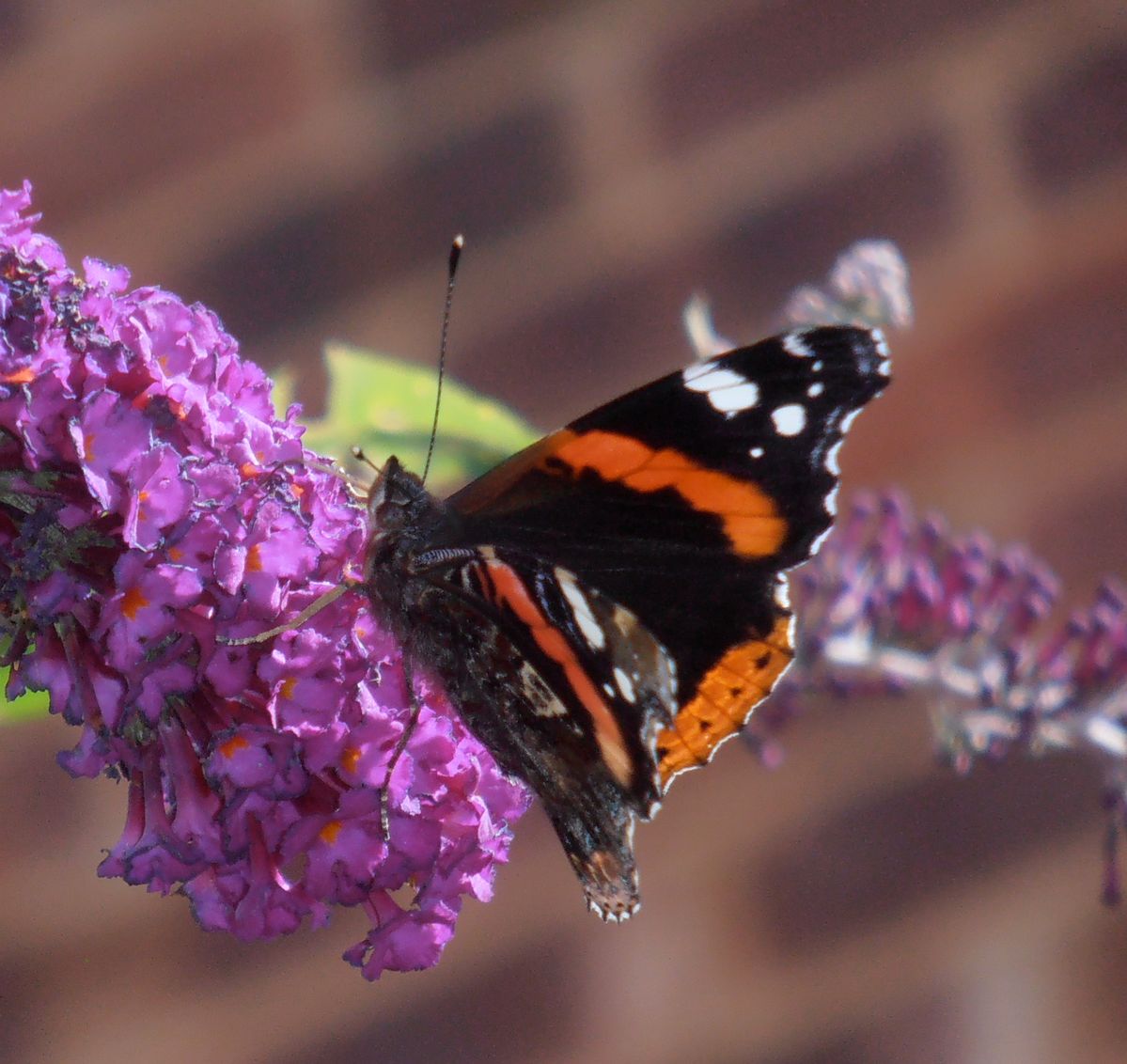 Butterflies at last!