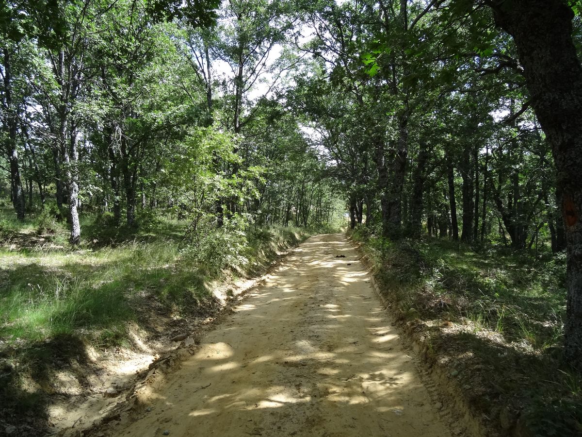 Un paseo por el bosque