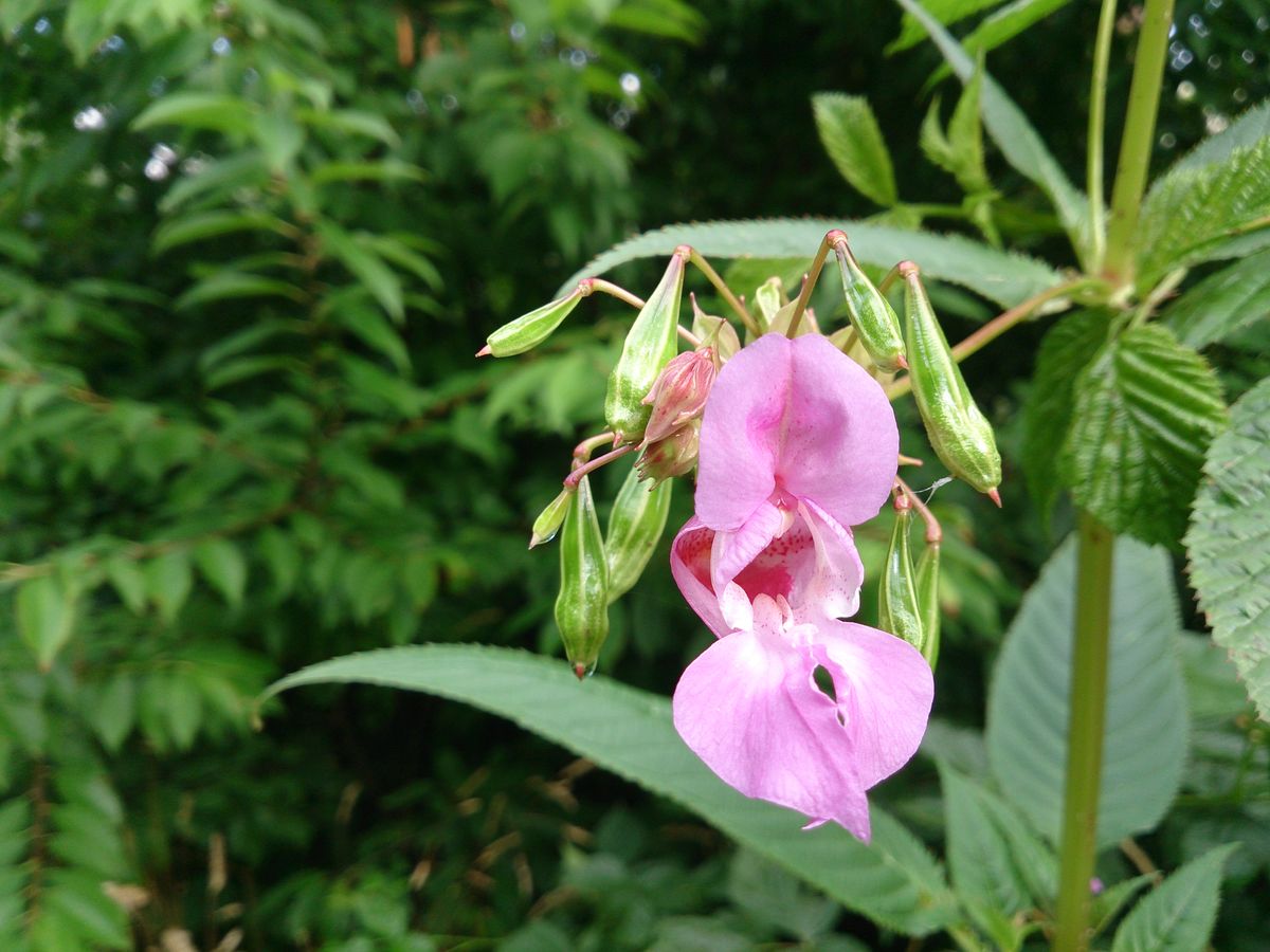 Flower in Germany