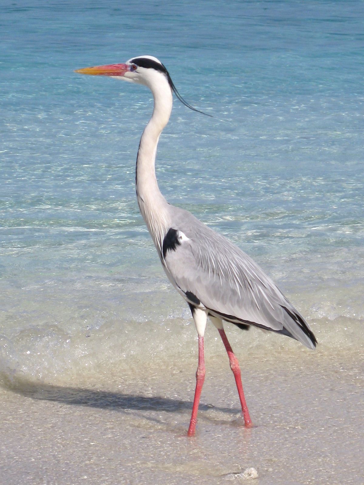 Heron in the Maldives