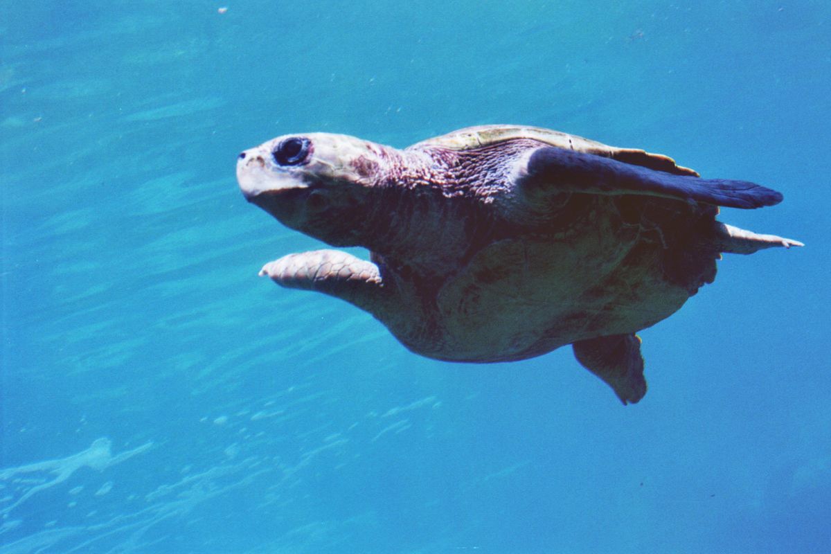 Tortue à l'Ile de la Réunion