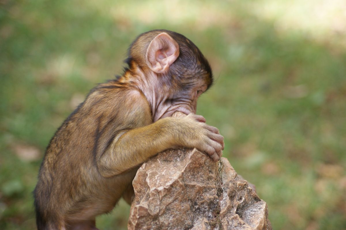 Baby Monkey at the Foret des Singes, The Lot, France